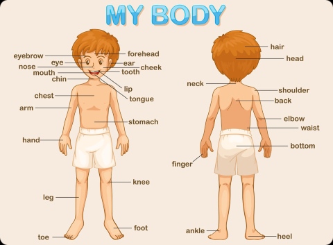 Human body